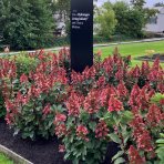 Hortenzia metlinatá (Hydrangea paniculata) ´LIVING INFINITY´® by LIVING CREATIONS® výška 20-30 cm, kont. C1,5L